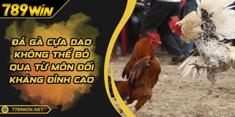 Đá Gà Cựa Dao Không Thể Bỏ Qua Từ Môn Đối Kháng Đỉnh Cao